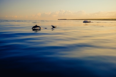 白云下水面上两只海豚的剪影